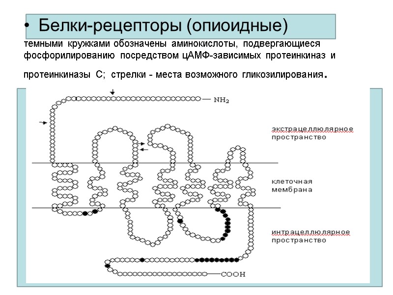Белки-рецепторы (опиоидные) темными кружками обозначены аминокислоты, подвергающиеся фосфорилированию посредством цАМФ-зависимых протеинкиназ и протеинкиназы С;